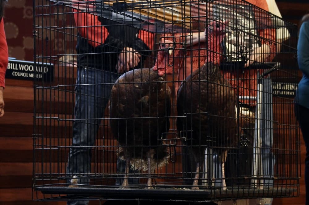 turkeys at frisco council