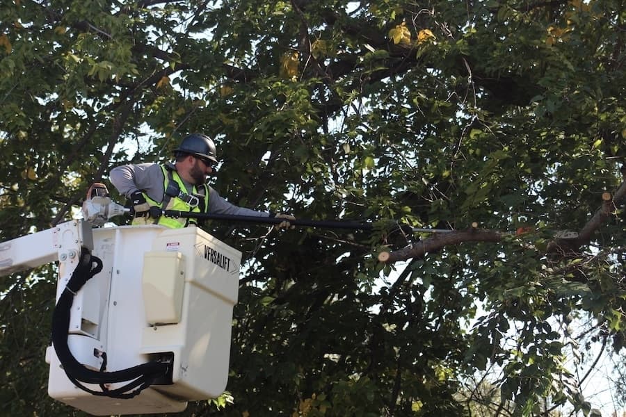 Picture of a man trimming branches on a large tree.