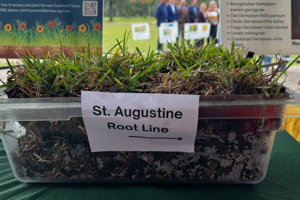 St. Augustine grass.
