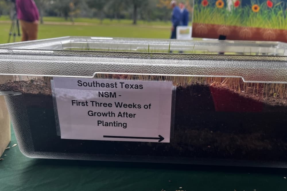 Native seed mix growing in soil.