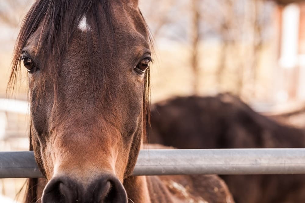 Woodforest Animal Hospital, Lone Star Equine Sports Medicine approach one year under new ownership
