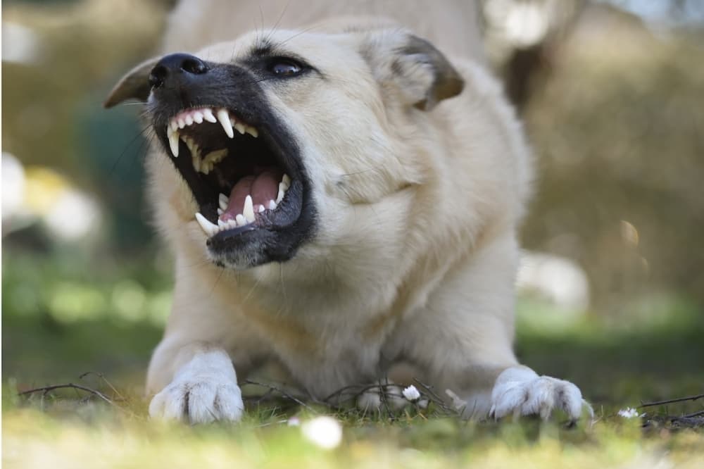 San Antonio introduces online registry of dangerous dogs