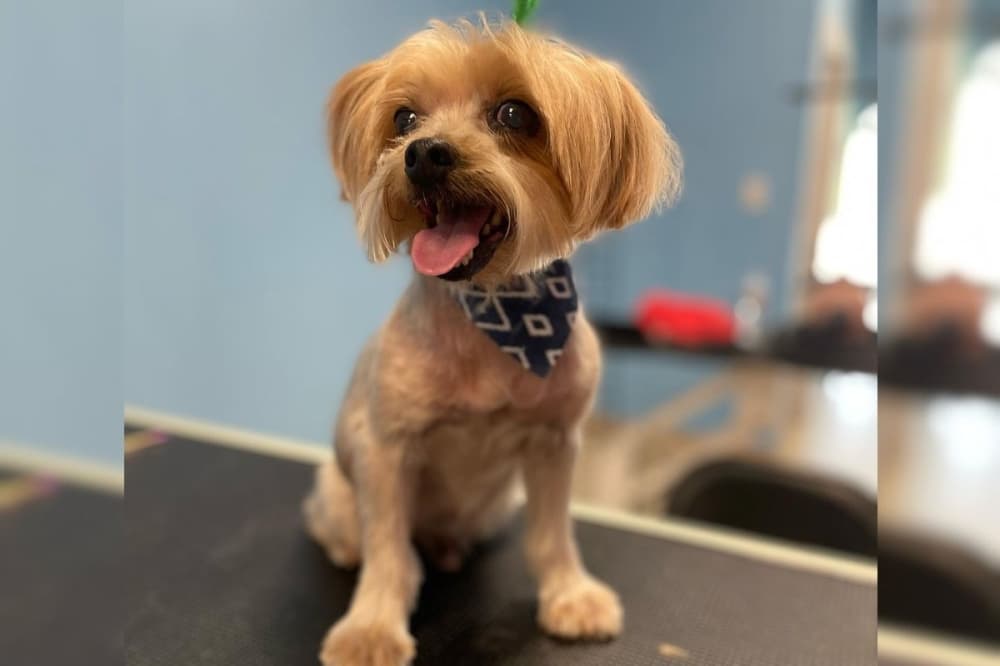 Kennedy's Pet Services 2nd location coming soon to Katy