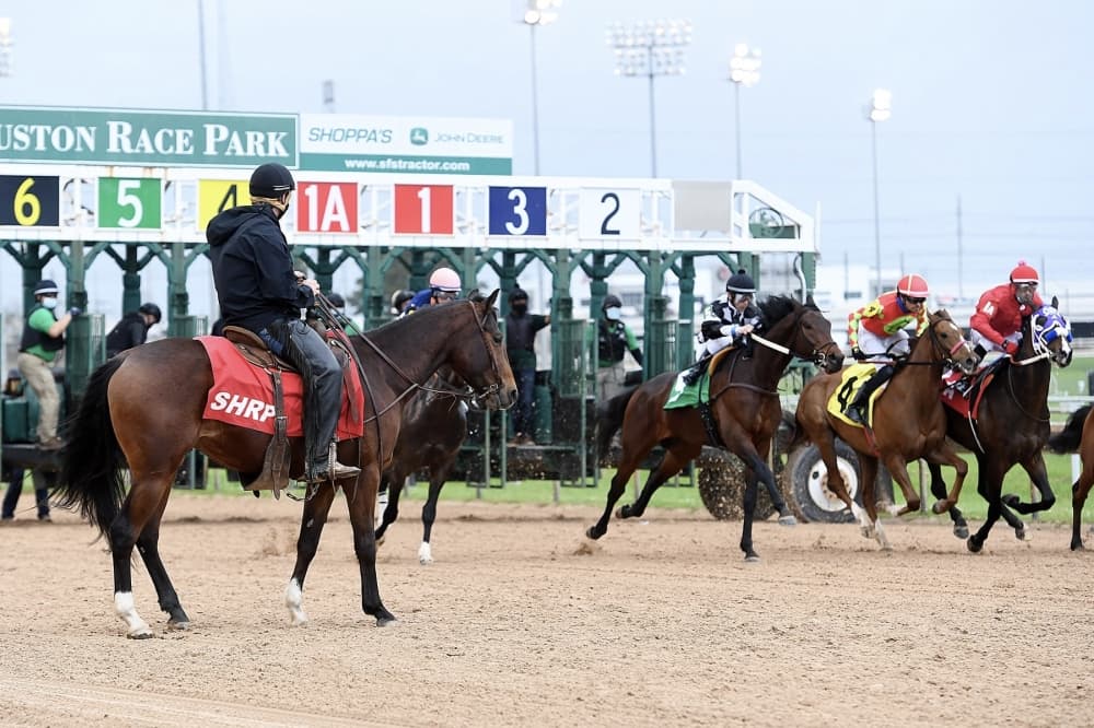 horse races