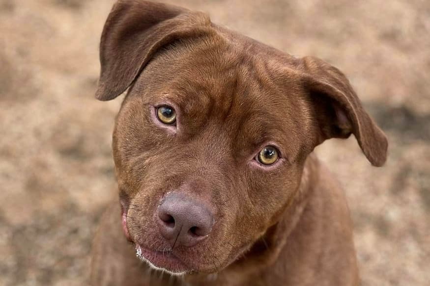 WilCo animal shelter calling on community to help ‘extreme overcrowding’