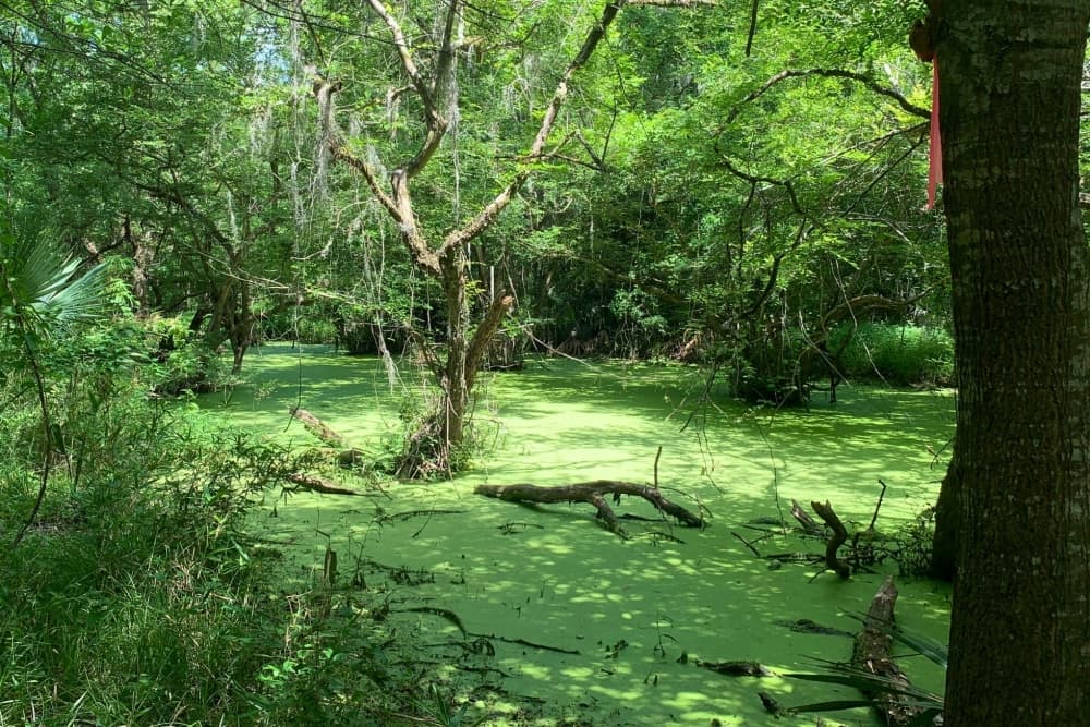 Montgomery County, Bayou Land Conservancy reach agreement with Blackfin over pipeline