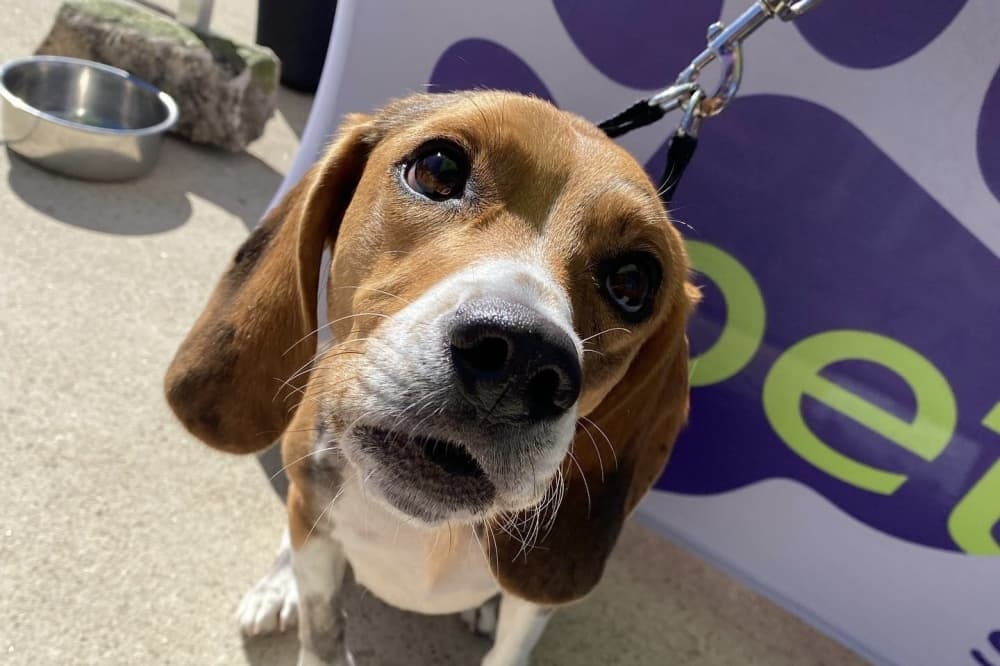 PetSuites to bring new location to Fry Road in Cypress