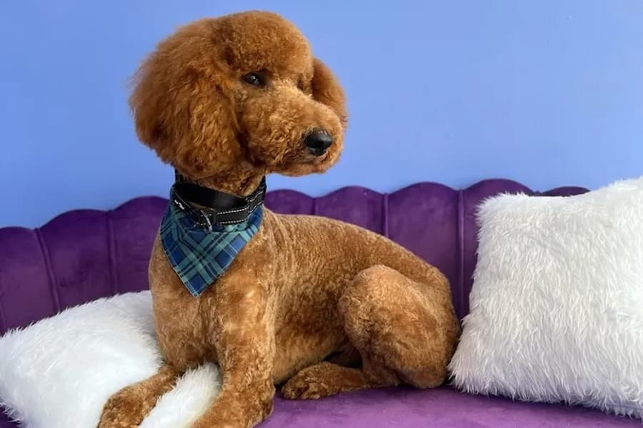 Furrever Love Pet Grooming salon now open in Cy-Fair