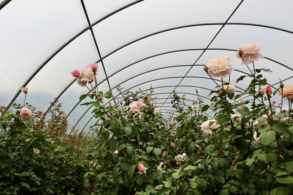 roses in garden hoop house