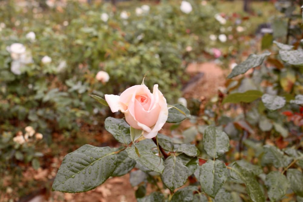 Scentuous rose