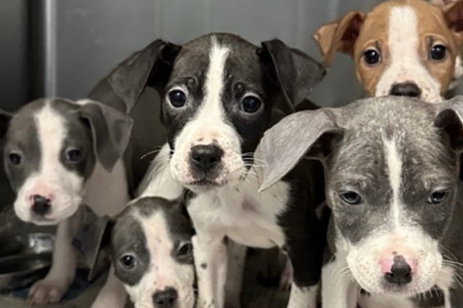 San Antonio City Council partners on citywide pet food drive through Jan. 12