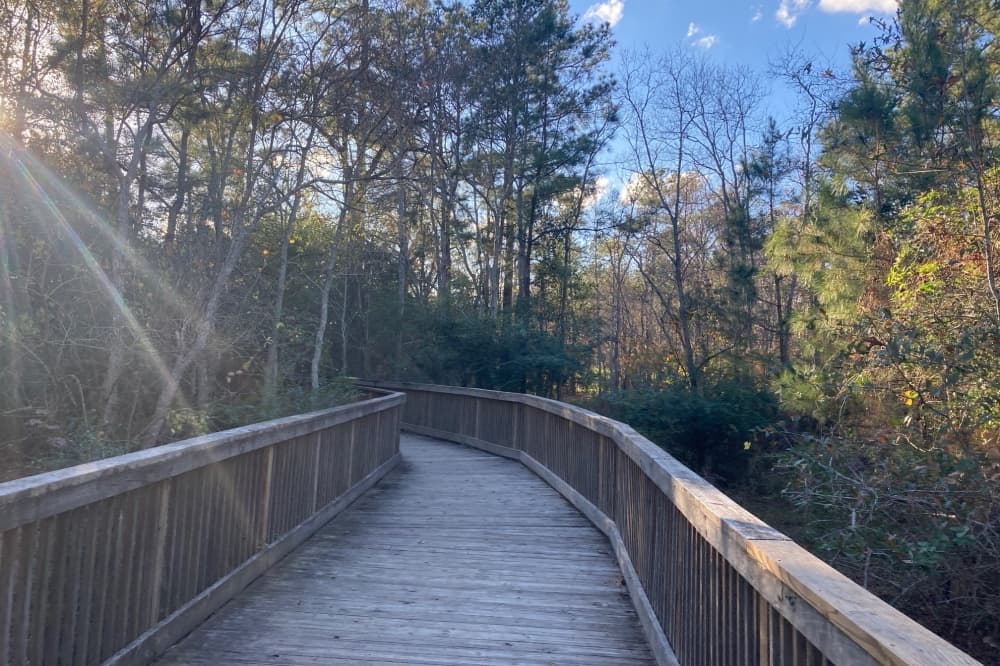 A pedestrian bridge runs through a forest