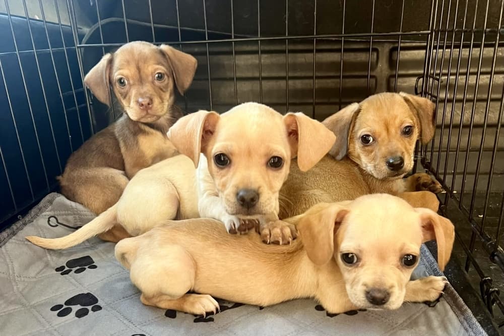 Missouri City approves contract to help Stafford with animal shelter needs