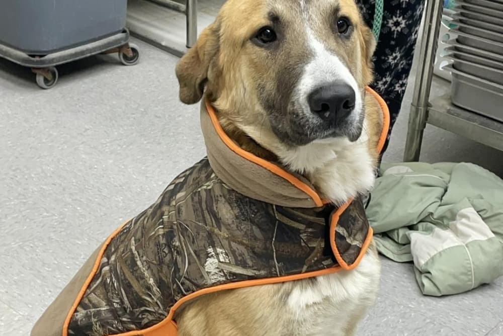 A brown dog at the shelter wears a camouflage coat. 