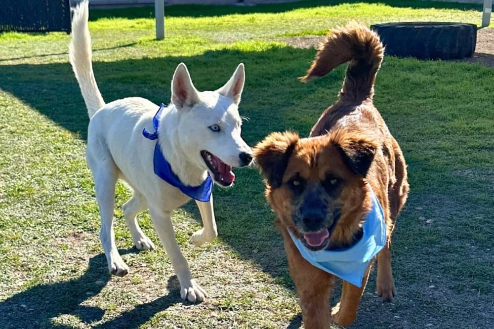 San Antonio Animal Care Services launches strategic plan