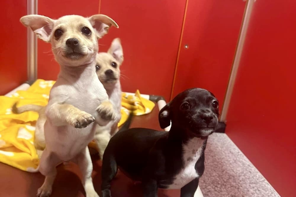 The Dog Stop now offering boarding, grooming in Spring
