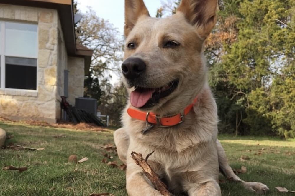 A blonde dog is shown holding a stick between her paws.