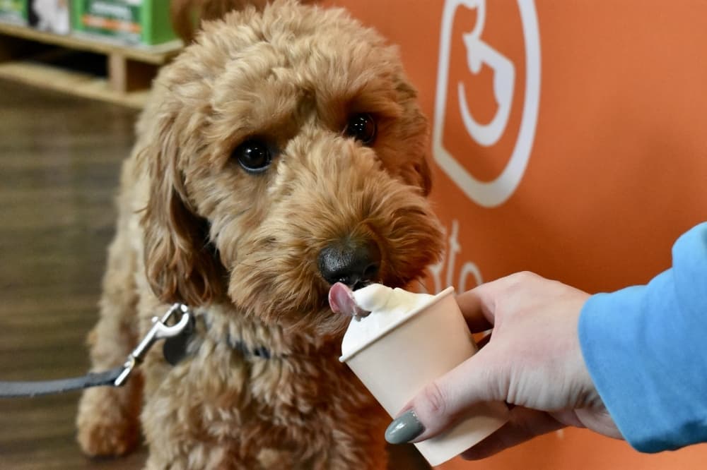 Dogtopia of West Frisco offers spa, boarding services