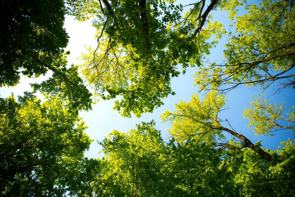 Fulshear parks bond proposition not likely for May; City Council discusses Primrose Park