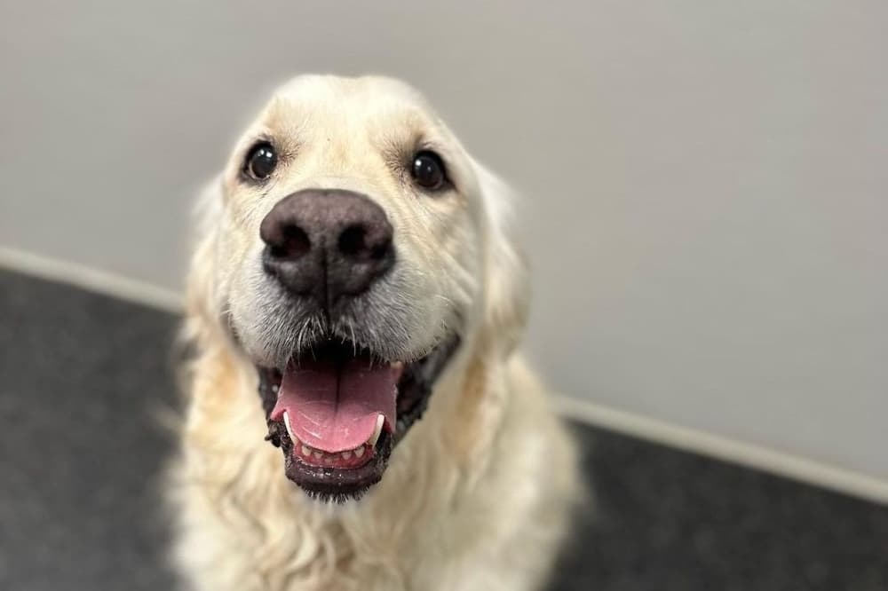 Dogtopia welcomes canine customers at Vintage Park location