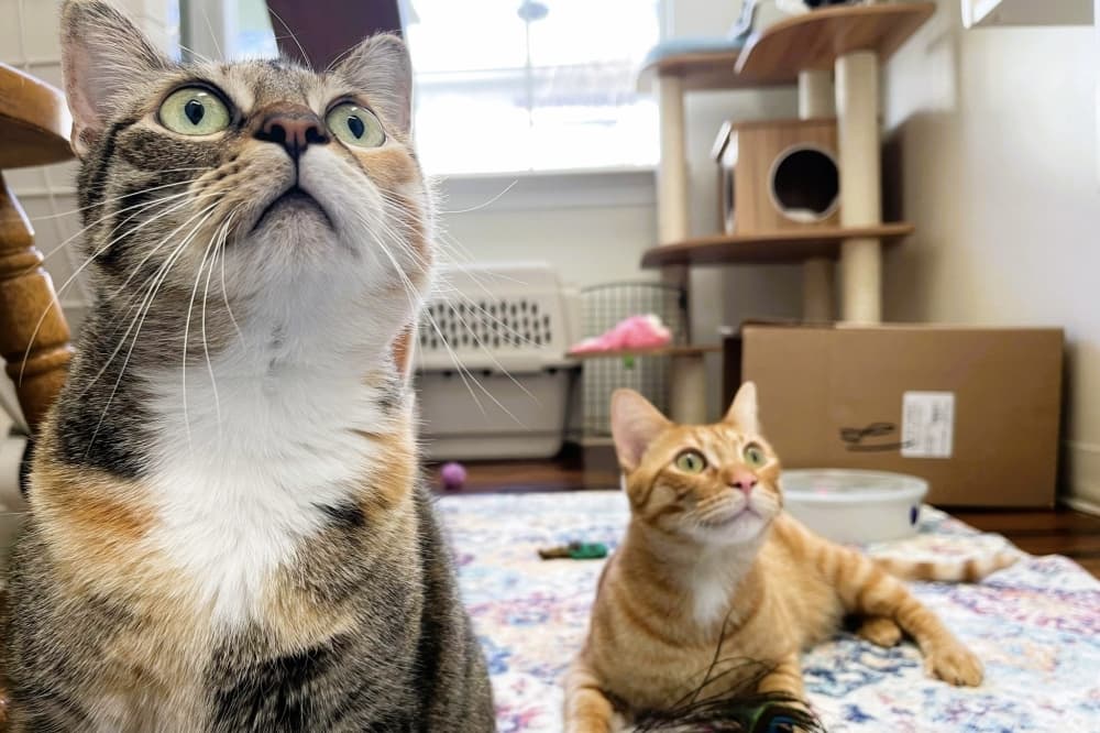 Whiskers Luxury Cat Boarding to celebrate 10 years of caring for Georgetown's cats