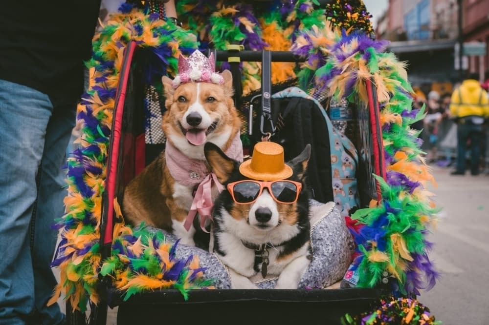 18 Bastrop businesses to offer Mardi Gras specials