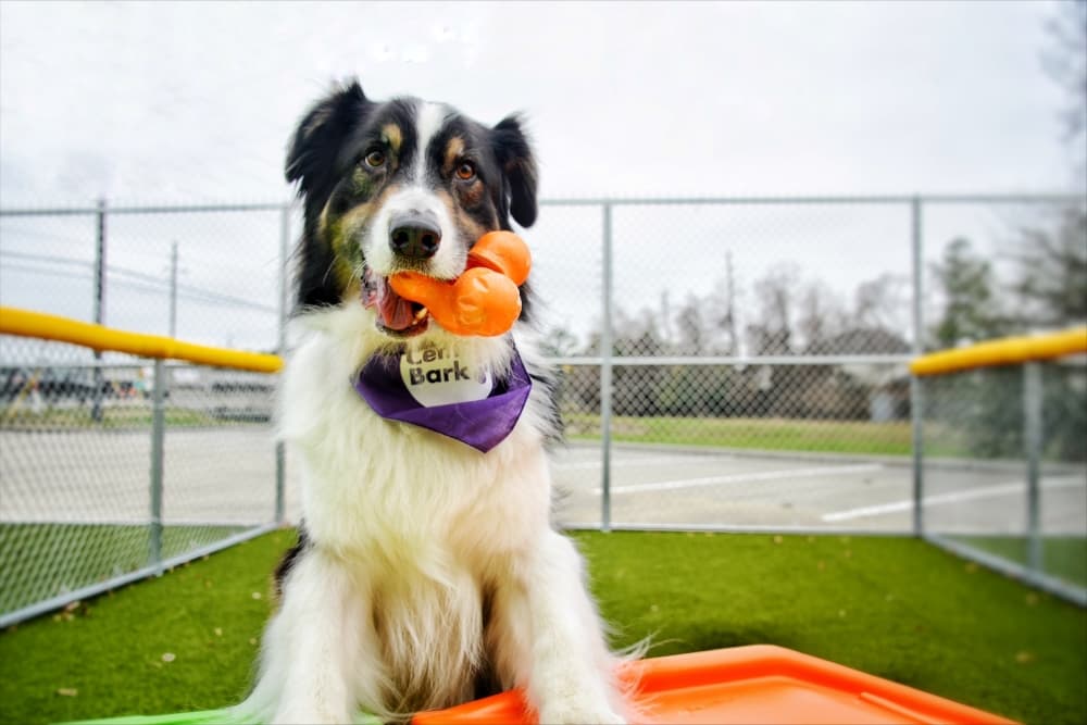 4 new dog-focused businesses in Spring to share with man's best friend