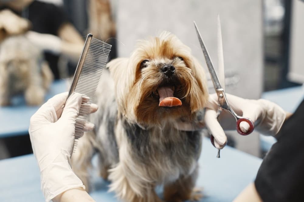 Dog Wash Spa now accepting clients in Liberty Hill