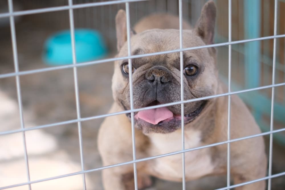 Fort Worth to start 'Pause for Paws' program at animal shelters Feb. 6