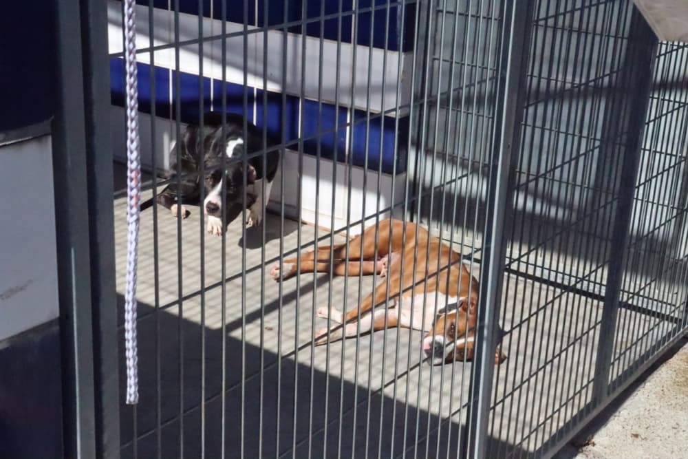 Austin Animal Center to follow new euthanasia rules for dogs with severe bite histories