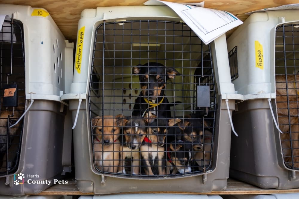 Harris County Pets to host 5 low-cost spay, neuter events throughout February