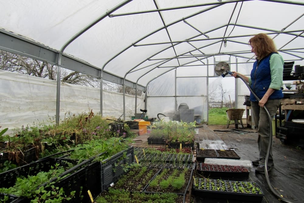 Women waters vegetable sprouts with a hose.
