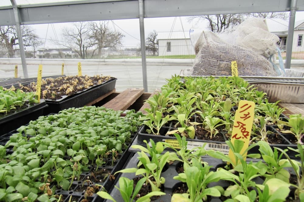 Vegetable spouts in a greenhouse.