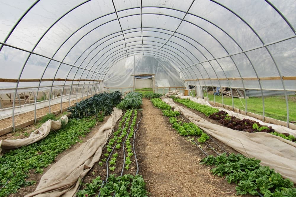 Eden East Farm offers fresh and local produce off Bastrop's Main Street
