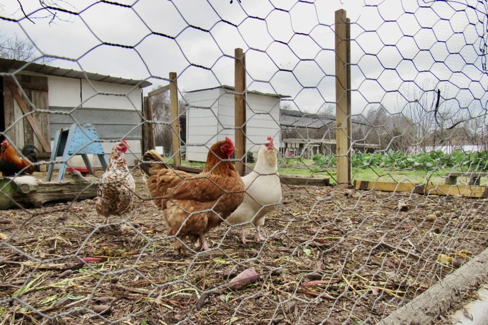 Chicken outside with a coop.