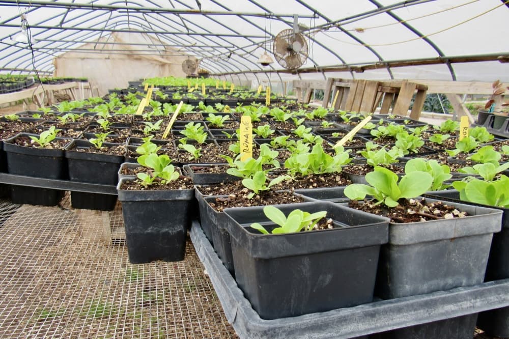 Young vegetable sprouts in containers.