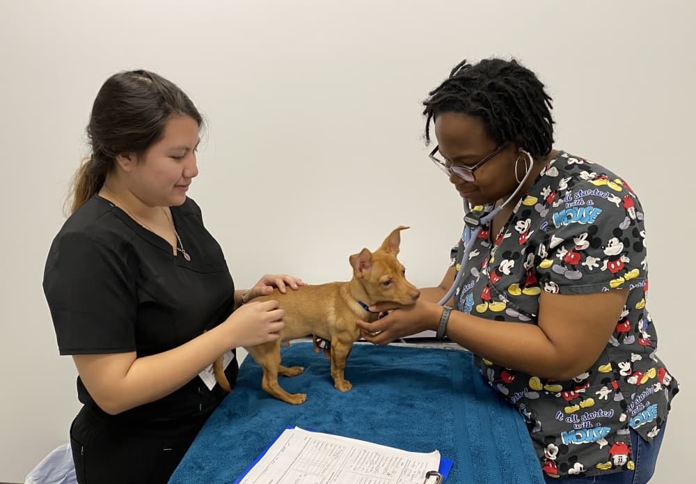 Emancipet to open high-volume, low-cost clinic in North Austin