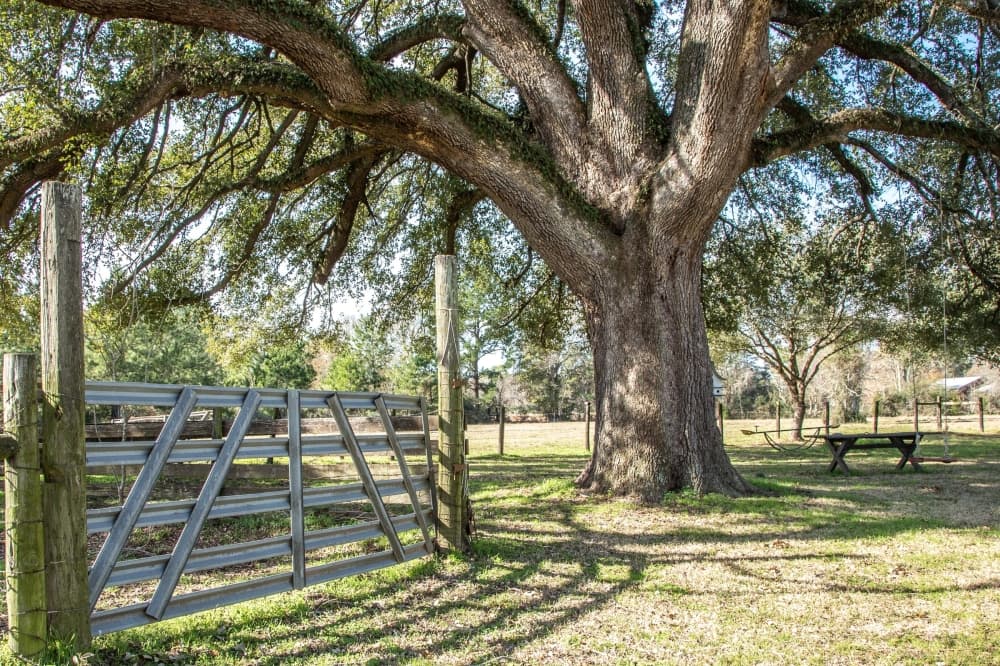 A fence next to a large tree