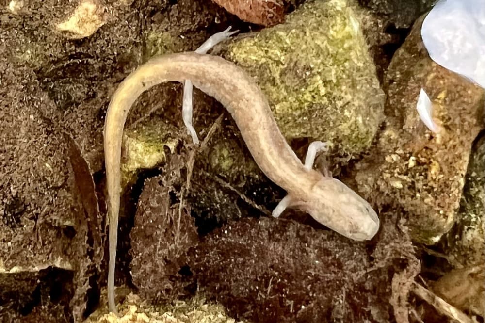 Development program in Williamson County safeguards local endangered species