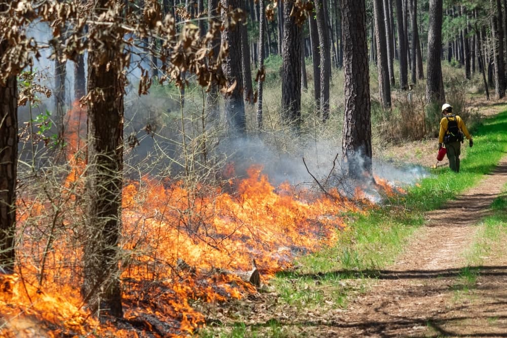 Texas A&M Forest Service to conduct prescribed burning at W.G. Jones State Forest