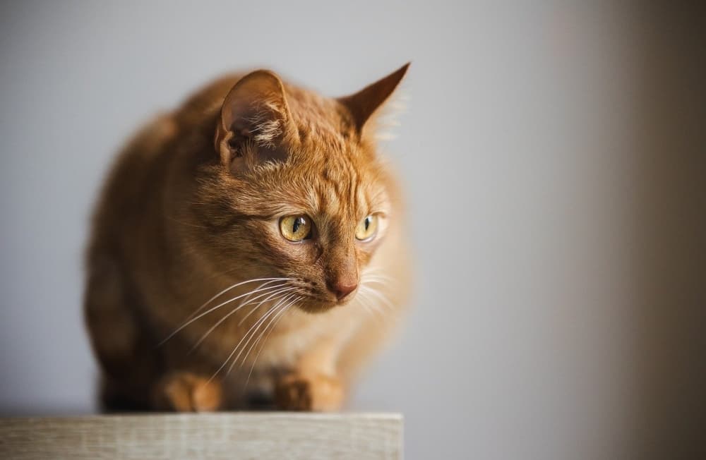 Harbor Veterinary | Animal Clinic & Surgical Center coming soon to Conroe