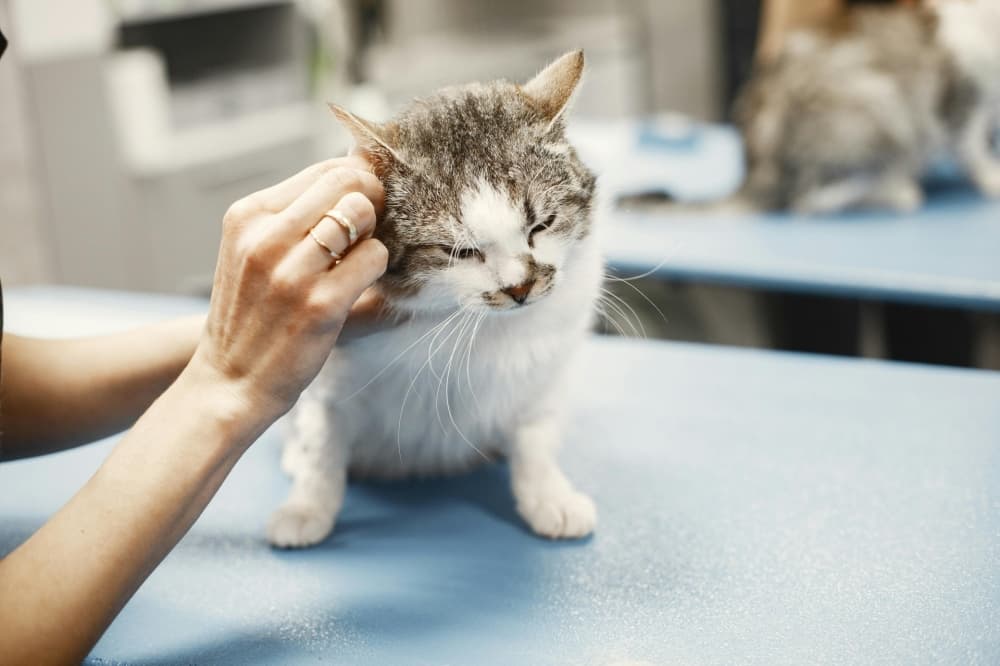 Petfolk vet clinic to open in Pearland, offering services for cats, dogs