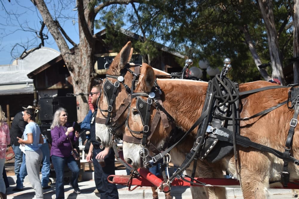 Two horses