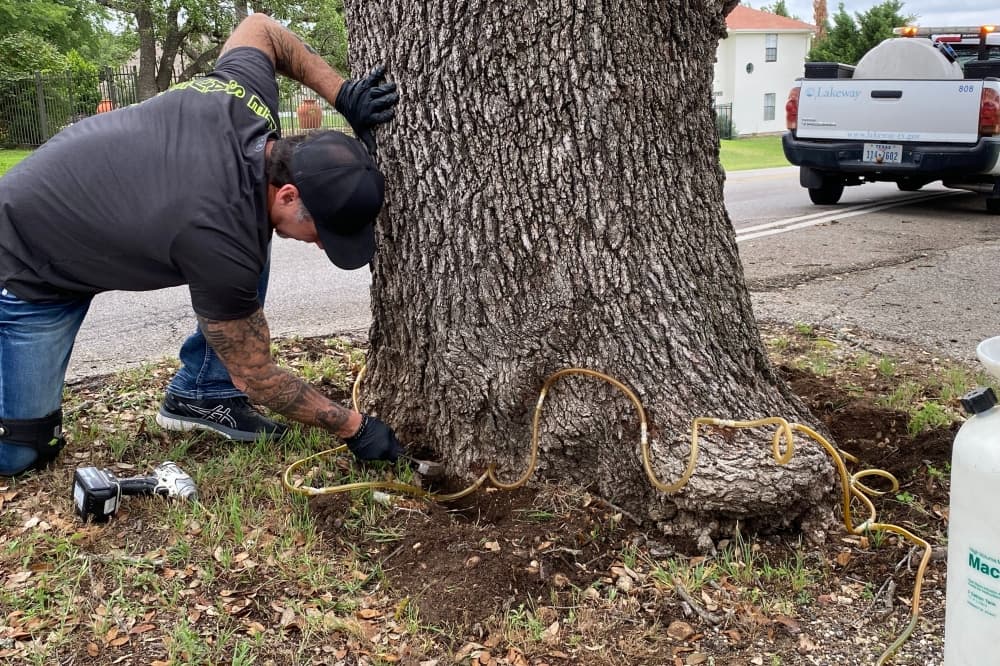 Lakeway Forester explains how to detect and prevent oak wilt disease in trees