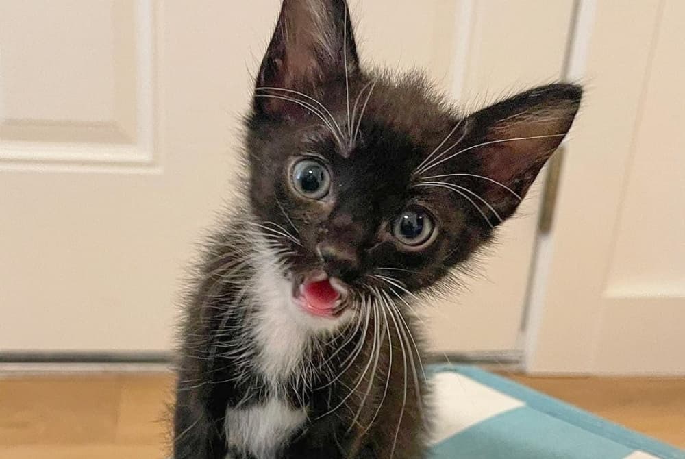 Free cats and kittens available for adoption in North Austin this weekend