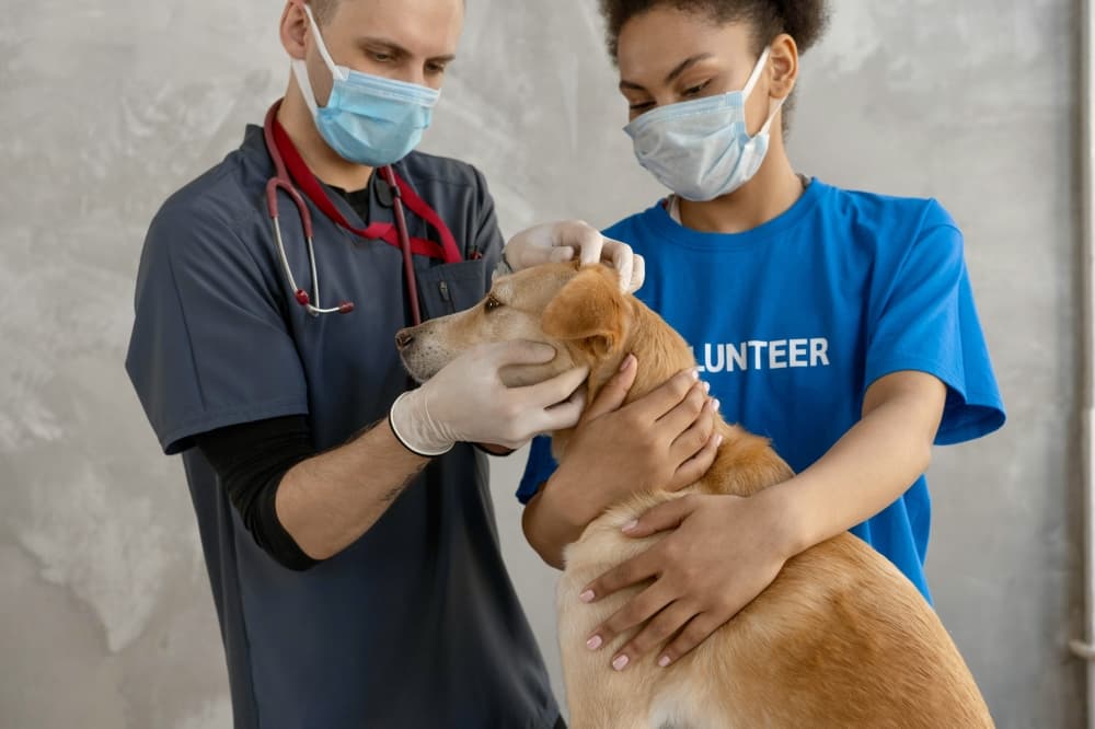 UPDATE: Houston PetSet cancels free spay, neuter event