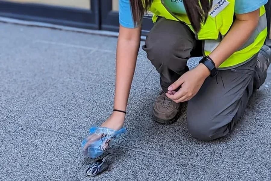 injured bird