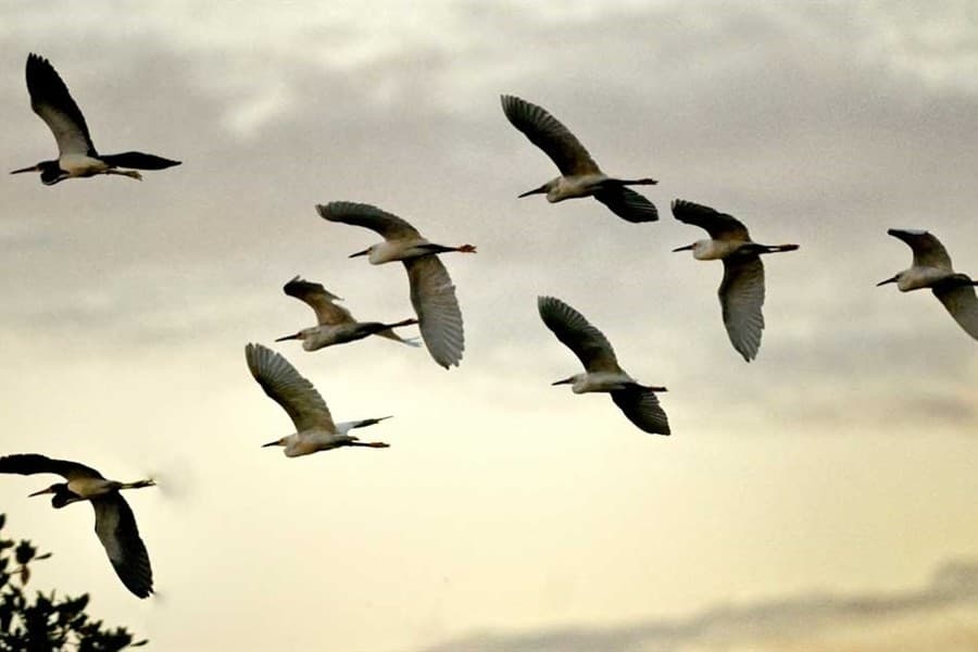 Fort Worth officials encourage residents to turn off lights to help migratory birds