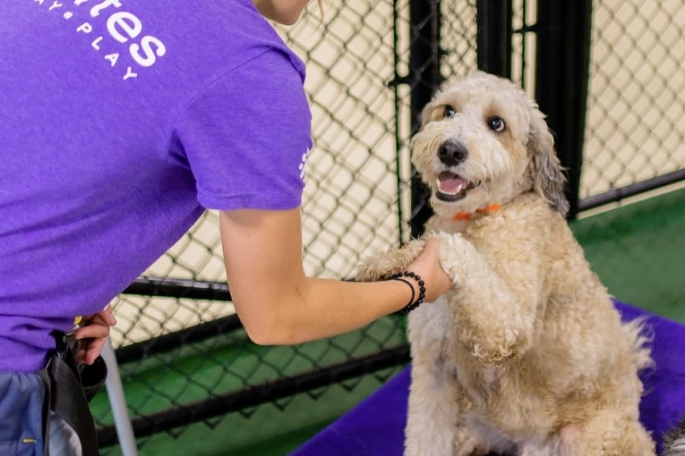 PetSuites of America opens new resort in Kingwood
