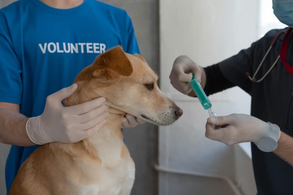 Low-cost pop-up pet vaccinations set for Saturday in McDade